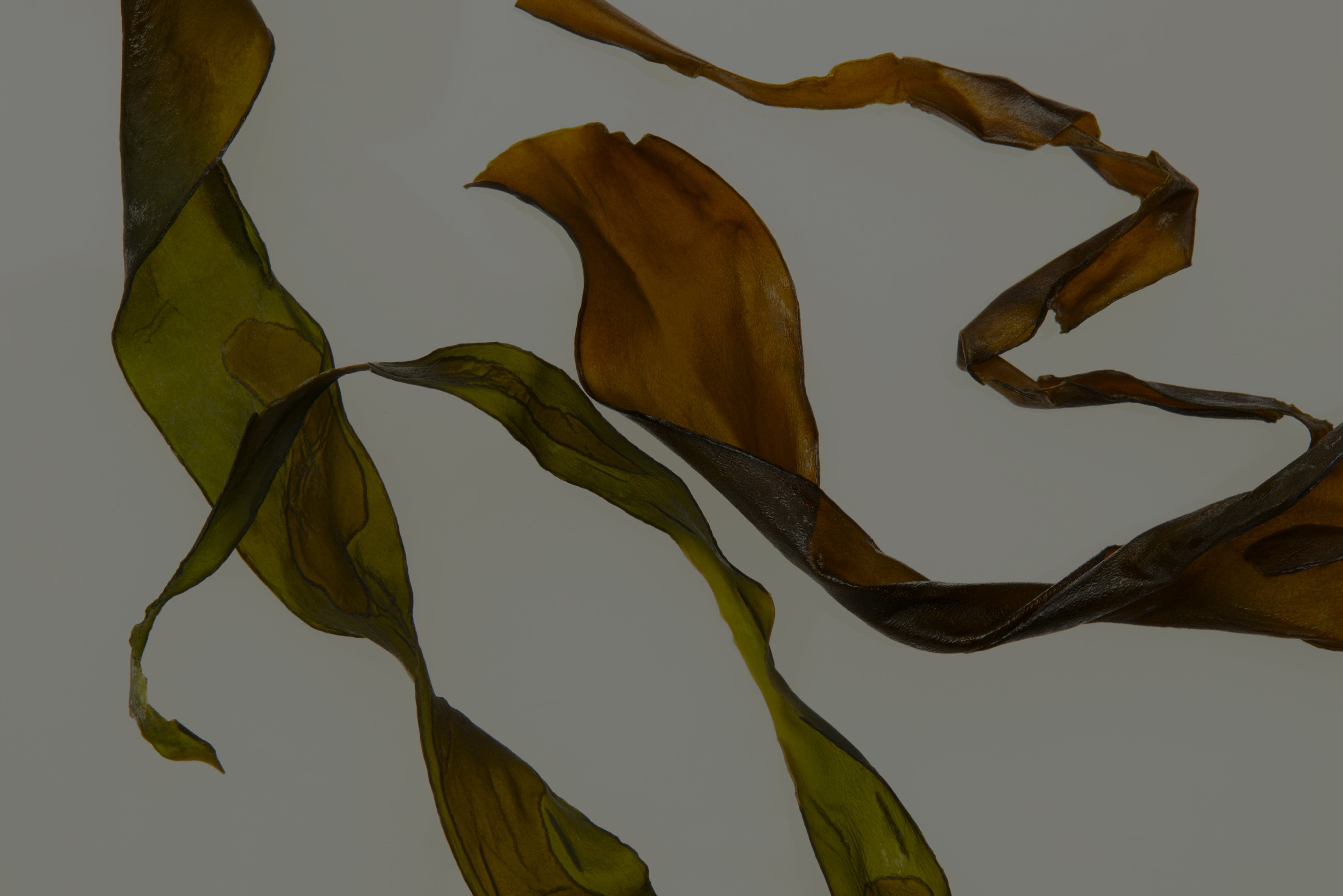 Image of natural ingredients for clean ingredients for hair